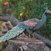 Alle Skulpturen | Garten>Ars mundi Gartenfigur »Pfau«